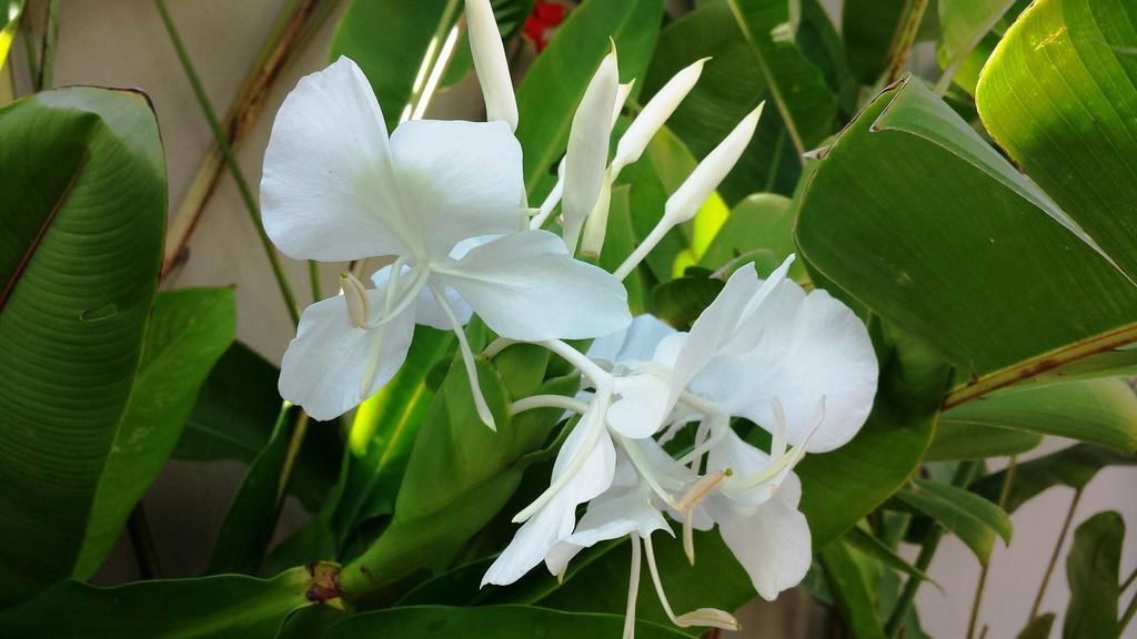 Pousada Naus De باراتي المظهر الخارجي الصورة